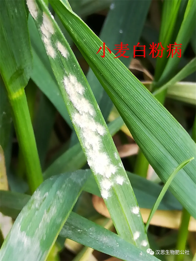 小麥抽穗揚花期“一噴多防”你做了嗎？